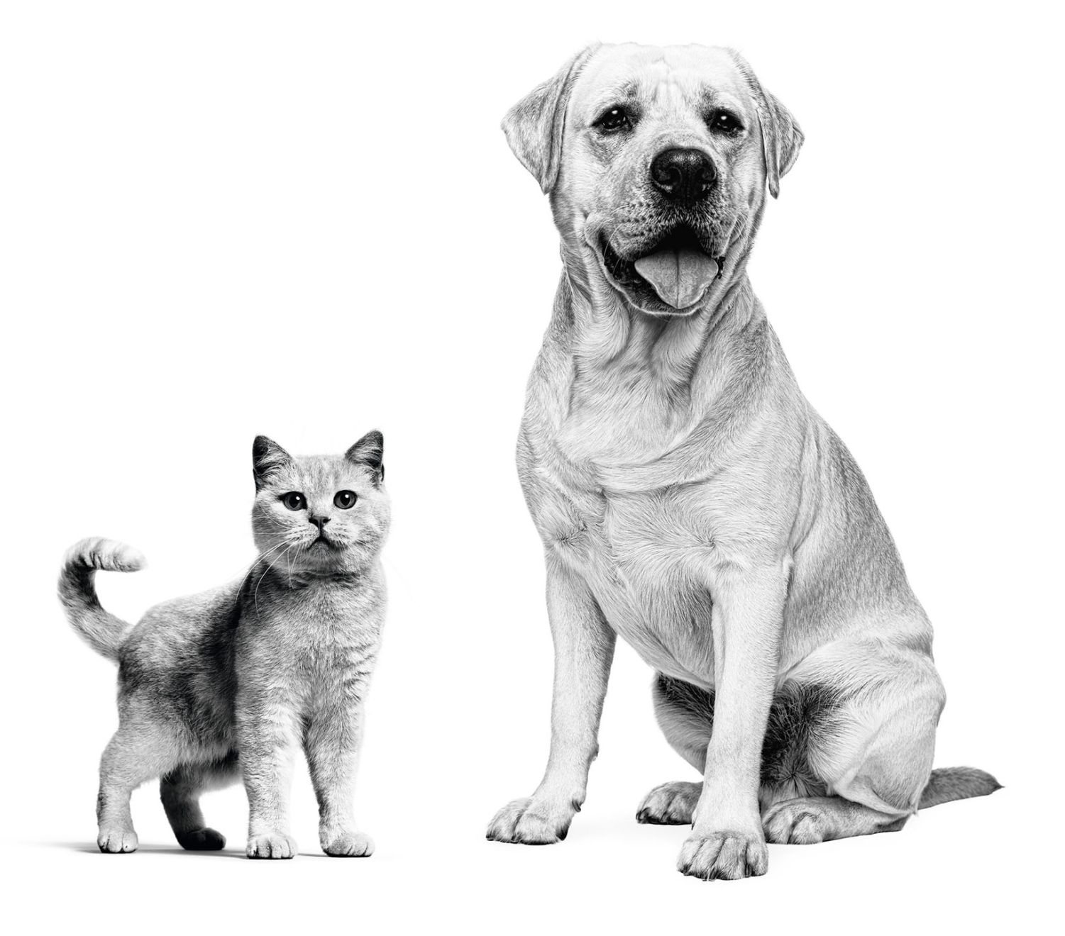 Royal Canin Home